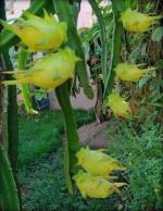 Cloud Farm Yellow Dragon Fruit Healthy Plant[CF007]