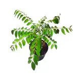 HN Organics Curry Leaf / Patta Plant with Small Pot