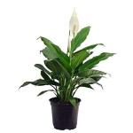 PARYAVARAAN Spathiphyllum Peace Lily Live Plant Indoor Flower Plant With Nursery Pot For Home Gardening