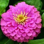 Green India Zinnia Pink Flower Seed