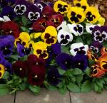 XOLDA Pancy flower Seed (23 per packet)