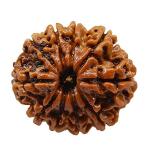 Feel Touch Mart 10 Mukhi (Ten Face) Nepal A10 Rudraksha Beads by Lab Certified