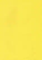 C I - Copier Paper Yellow Sheet Paper for Copy & Multipurpose Paper 75 GSM, A4, 100 Sheets - Yellow | Sheet for Project / Assignment / Practical / Homework | Print Copy Scan Yellow sheet For printer