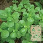 Optimal Seeds Purslane Leafy Vegetable Seeds (Kulfa) (100 Nos)