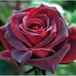 Cloud Farm Hybrid and Decorative Fragrant Red Rose Plant - 200 mm CF32