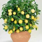 Zomoloco Lemon PlantLebu PlantMN-NT-803
