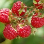 XOLDA Raspberry fruit Seed (55 per packet)