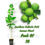 Cloud Farm Seedless Kolkata Pati Lemon Plant Special Variety Fruit After 6 Month, Pack Of 10 SCF_217