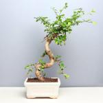 FlowerAura Decorative Graceful Carmona Bonsai Live Indoor Plant With White Ceramic Pot Vase For Living Room, Balcony, Table Corner, Office/Home Decoration