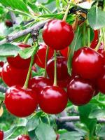 Cloud Farm Hybrid Cherry Fruit Plant - 200 mm CF00011