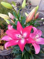 Plantogallery Green Lilium Arbatax Asiatic Lily Flower Bulb (Pack Of 10) (Green) | Outdoor Decor| Lawn and Garden| Garden| | Home Accessory| Home Decors| Lawn Accessory| Garending Accessory| Lilium Arbatax Asiatic Lily Flower Bulb|