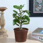 Dream mall Patharchatta Plant Indoor Outdoor Decorative Live Plant With Pot