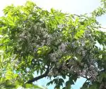 Plantzoin Chinaberry tree Bakain Melia azedarach Maha nimba Live Plant