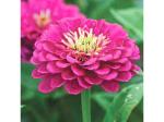 Odiplantz Zinnia Live Plant