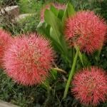 PARYAVARAAN Football Lily Flower Sow and Grow Fresh Healthy Bulbs for Your Garden (Pack of 5)