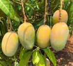 Corofitam Mango PlantAam PlantMango Himayath, Imam Pasand Grafted