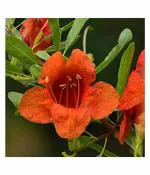 Green India Tecomella Undulata, Rohida, Desert Teak, Marwar Teak - Timber Tree Seeds_750 gm