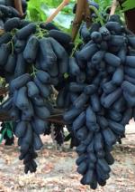Online Plant Bazar Black Sweet Grapes Live Plant