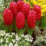PARYAVARAAN Hyacinth Flower Seeds (Bulbs) Red For Home Gardening pack of 15 bulbs