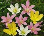 PARYAVARAAN Mix Rain Lily Flower Bulbs Pack Of 30