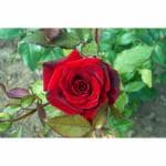 Cloud Farm Real Healthy Dark Red Rose Healthy Plant Hybrid For Balcony, Terrace, Outdoor Gardening CF_2065