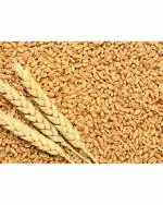 Green World Pusa Dbw 187 Karan Vandana Wheat Seeds 5000 g (Pack of 2)