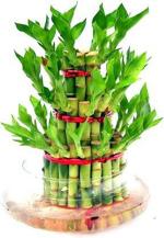 Platone Two Layer Bamboo PlantLucky Bambu PlantTwo Layer Bamboo Plant4801