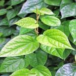 PLATONE Betel Leaf Plant_st co 01(x43