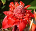 NooElec Seeds India 60+ SEEDS- Red Torch Ginger Flower Seeds - For Planting Home Garden All Season Growing Plant Seeds