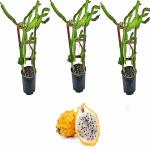 Cloud Farm Dragon Fruit Combo Pack of All Three- 3 Varieties- Yellow Skin but White Flesh. Hybrid Rooted Dragon Saplings. [Pack of 3]