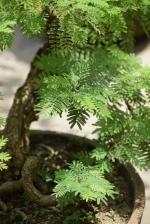 Platone Shami/Jand PlantSami PlantJand / Shami Plant SHANI DOSHA