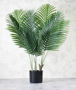 Elemntl Areca Palm Plant in Black Pot (3.5 feet)
