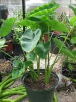 ADITYA GREEN PLANTS AGP Green Colocasia Esculenta Taro Live Plant in Poly Bag