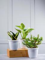 Nurturing Green Philodendron Birkin, Jade And Snake Plant For Home And Office (Combo Of 3)