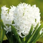 PARYAVARAAN Hyacinth Imported Flower Bulbs for Winter Season Flower Bulbs (Pack of 10 Bulbs) (White)