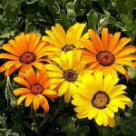 PARYAVARAAN flower Seeds - Dimorphotheca Flower Seeds Hybrid Winter Season For Home Gardening (50 SEEDS )