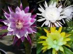 NooElec Seeds India 50+ Seeds- Auspicious Flower Brahma Kamal Flower MIx Seeds For Home Garden- All Season Flower Seeds