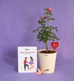 UGAOO Date Knight Valentine Gift Combo (Dutch Roses Pink Plant With Self Watering Pot, Acrylic Plant Message Pop, Customisable Message Card)