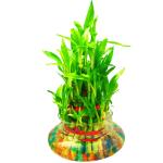 Abana Homes Glass Green 3 Layers Lucky Bamboo Plant