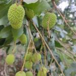 Cloud Farm Air Layered Hybrid Late Seedless Litchi Plant Healthy Plant [CF4017111]