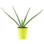 PHULWA Aloevera Ghrita-Kumari Medicinal Live Natural Plant With Yellow Self Watering Plastic Pot