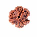 OMEGA GOLD 3 Mukhi Rudraksha Three Faced Nepali RUDRAKSHA