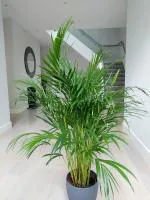 Zomoloco Areca PlamPam PlantChina Palm /Areca Palm--Indoor-Outdoor Decorative /Natural Air Purifying Live Plant.[CF0100]