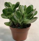 Cloud Farm Jade Healthy Plant Good Luck Plant [CF2021]