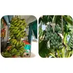 CooPany Combo 2 Banana Variety Yealakki Banana and Karpooravalli Banana Pack of 2 Live Banana Rhizome Plant (Not Tissue culture plant)