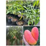 Cloud Farm Thai Mahachanok Mango 