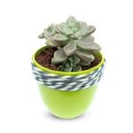 Hillmart Live Succulent Graptopetalum Mendozae With Woolen Pot And Soil As Shown Image