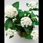 BISWASPLANT & NURSERY Ficus Lyrata Bambino, Dwarf Fiddle Leaf Fig - Plant