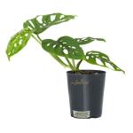 SENECIO Monstera Adansonii/Swiss Cheese/Five Holes Live Plant Feng Shui Money Plant for Indoor Gardening, Easy to Maintain, Annual Plant