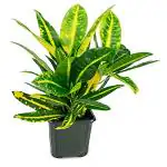 Kapebonavista Codiaeum variegatum Sunny Star Plant